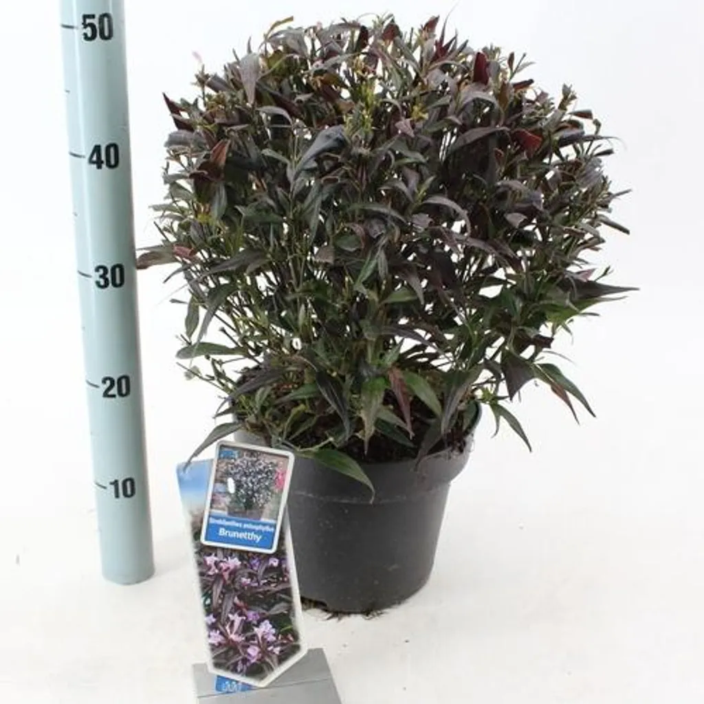 Plante Fleur en Cône Strobilanthes Brunetthy - Arbuste Décoratif Pot