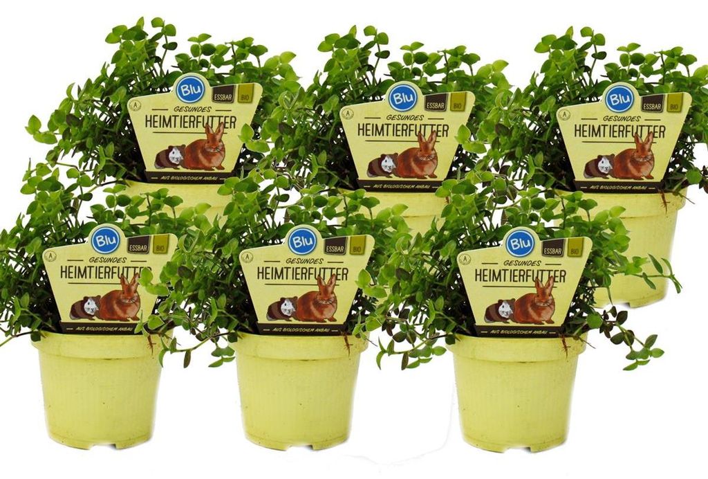 6er-Set Futterpflanzen für Haustiere – Callisia repens – Produktbild 