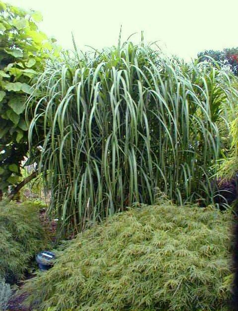 4 x Riesen Chinaschilf, ideal als Hecke und Sichtschutz, Produktbild 