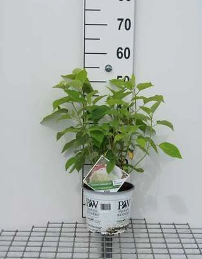 Hortensia blanc pour massif et ombre - Strong Annabelle Incrediball