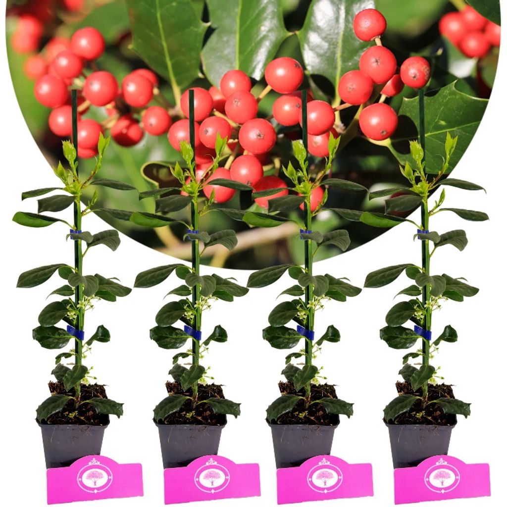 Sada 4 kusov amerických cesmín - Ilex 'Nellie R. Stevens' - Obrázok produktu 