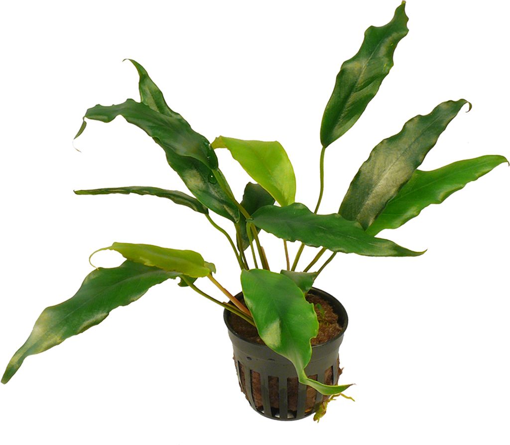 1 Topf Kleines Speerblatt - Anubias glabra (syn. minima)
