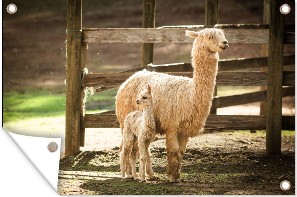 MuchoWow 90x60 cm Outdoor-Poster Gartendeko Sichtschutz Garten Poster für den Garten Alpaka - Baby - Mutti