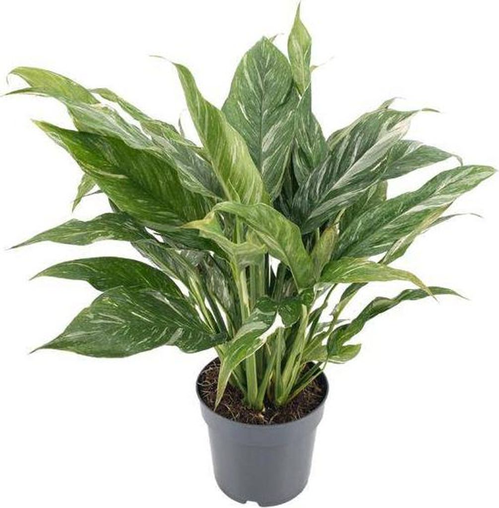 Spathiphyllum variegata 'Diamond' Einblatt Zimmerpflanze Ø14cm Höhe 55cm Deko