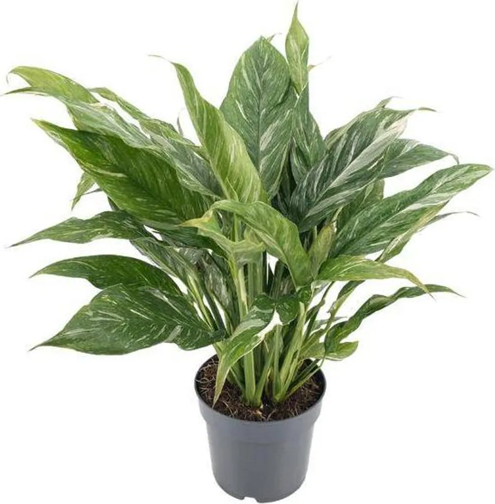 Spathiphyllum Diamond variegata 55 cm pour salon et bureau