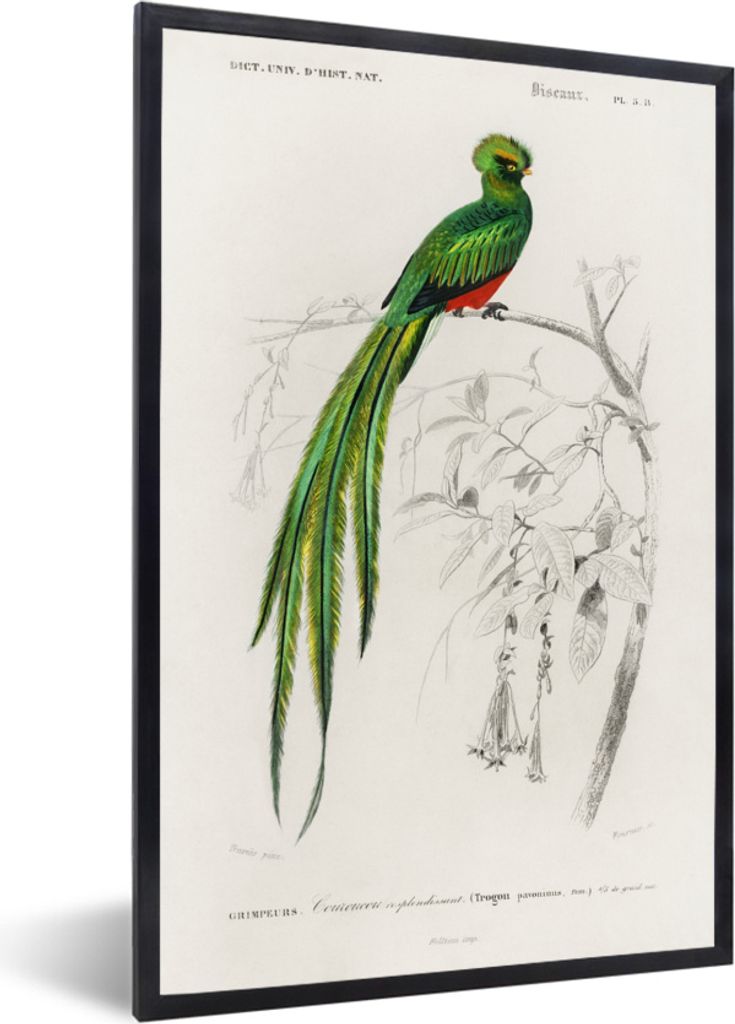 MuchoWow MuchoWow Gerahmtes Poster Vogel - Vintage - Zweig 60x90 cm - Poster mit zchwarzem Bilderrahmen - Kunst