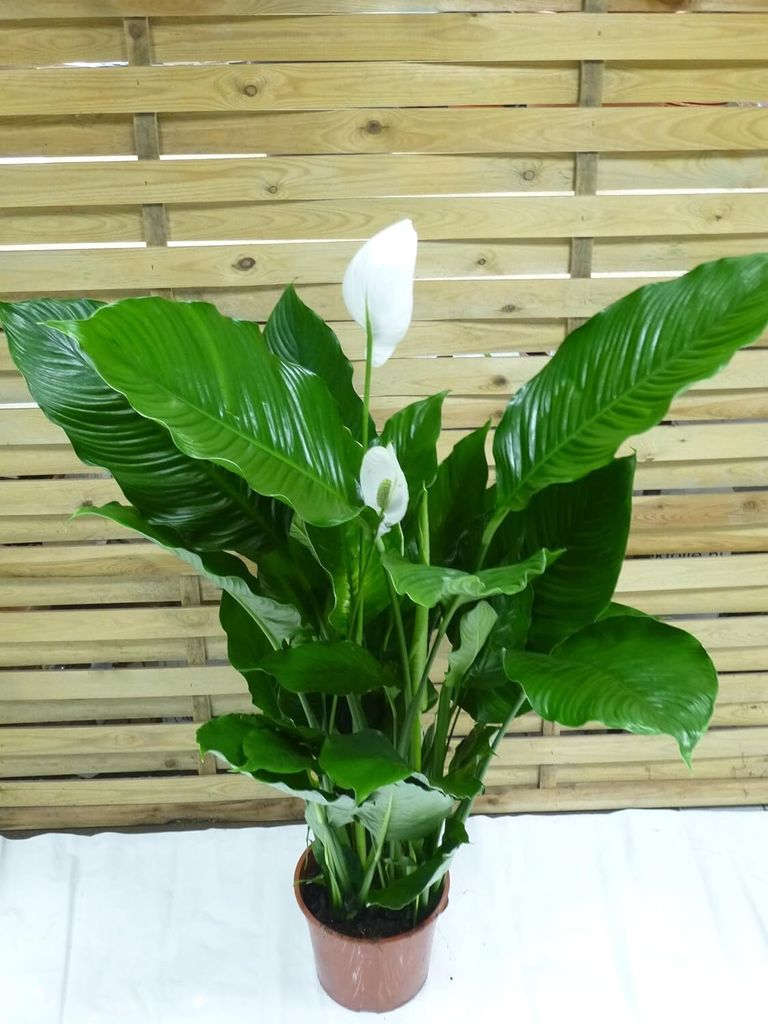[Palmenlager] XXL Spathiphyllum "Sweet Sebastiano" - Produktbild 