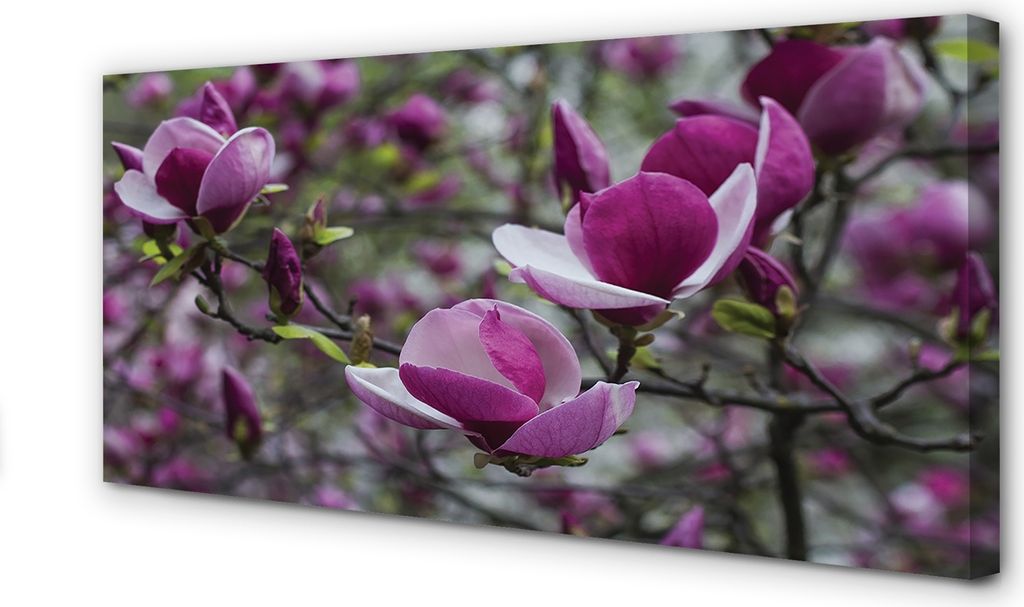 Leinwandbild 140x70 Wandkunst lila Magnolie