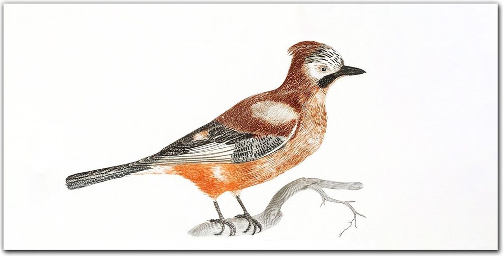 Coloray Bild aus Acryl 140 cm x 70 cm - Wohnzimmer Bild auf Acrylglas Wanddekoration Gehärtetes Acryl Dekoration Küche - Tier Vogel Zweig