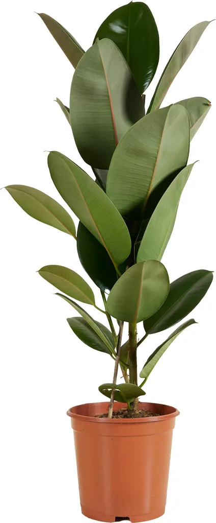Plante Increvable pour Débutant : Ficus Elastica Robusta 80-100cm de Haut