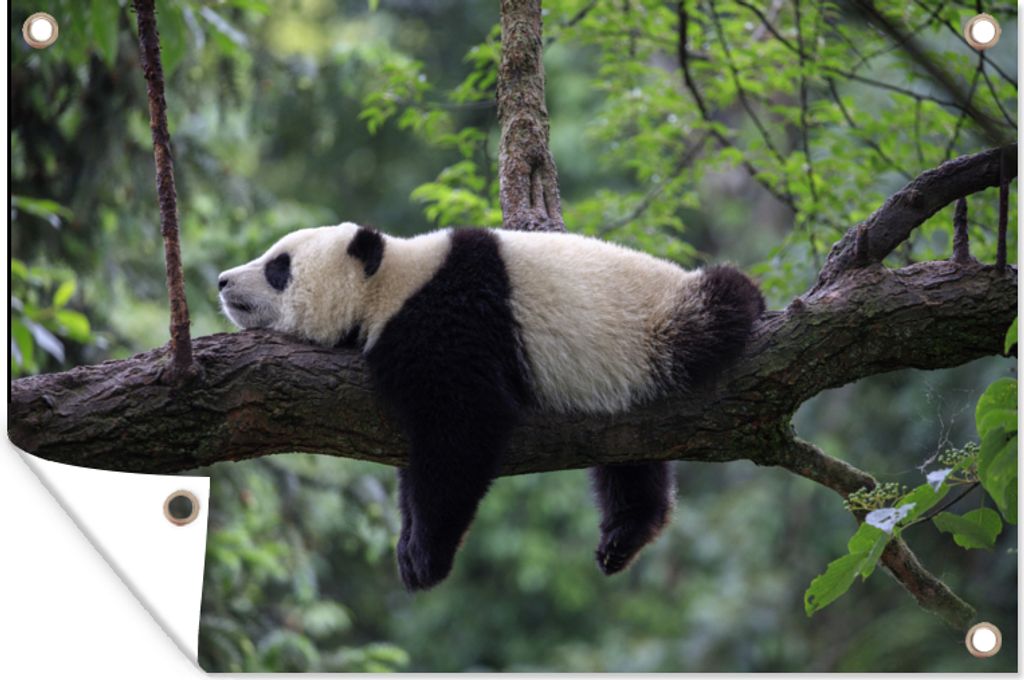 MuchoWow 90x60 cm Outdoor-Poster Gartendeko Sichtschutz Garten Poster für den Garten Panda - Baum - Tiere - Natur