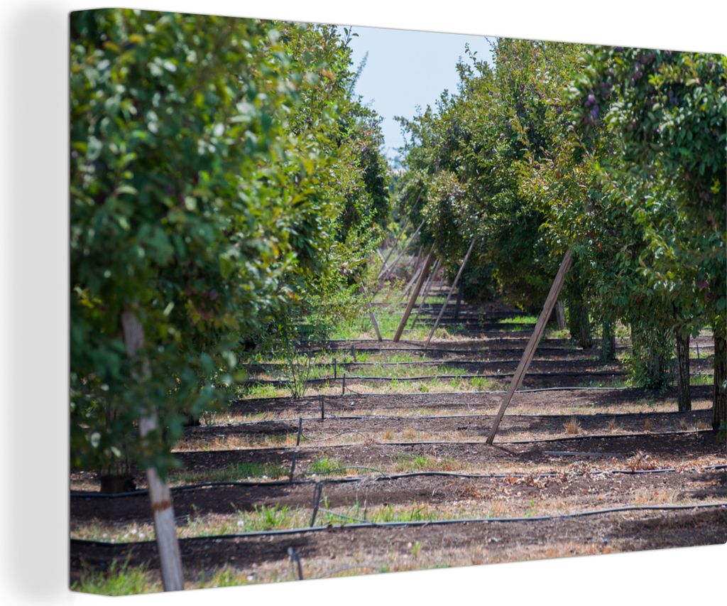 OneMillionCanvasses - Leinwandbilder - 140x90 cm, Schöner Pflaumengarten an einem sonnigen Tag, Wandbilder Kunstdruck Wanddekoration - Foto auf ...