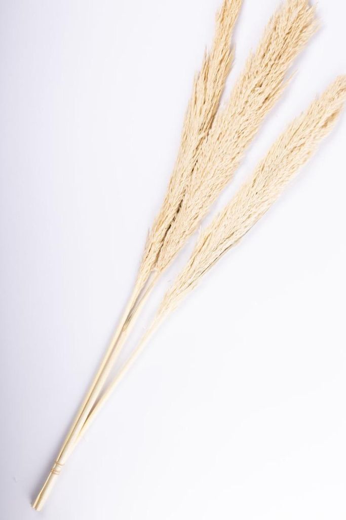 artplants.de Schilfgras Rispen Bund Eleonora, getrocknet, Gebleicht, 115 cm - Trockengras Strauß