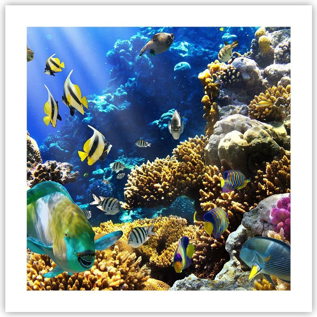 Poster - Poster ohne Rahmen - Korallenriff Ozean Krabbe Fisch - 50x50 cm - Wand Bild - Wanddeko - Wandbilder - Kunstposter - Wandposter - Bilder - ...