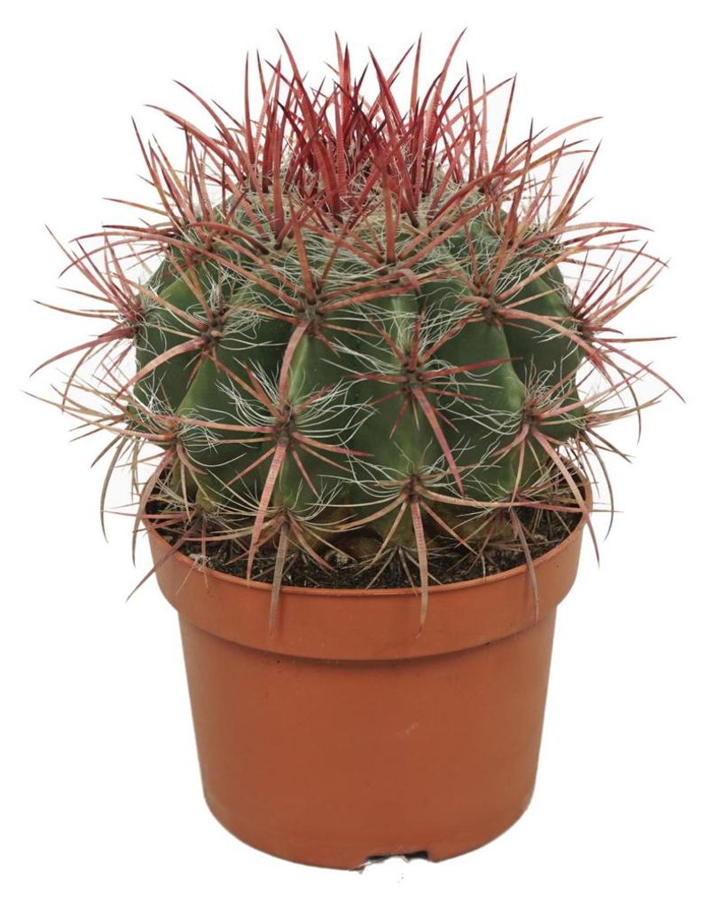 Červený kaktus „diablov jazyk“ – Ferocactus stainesii – Obrázok produktu 