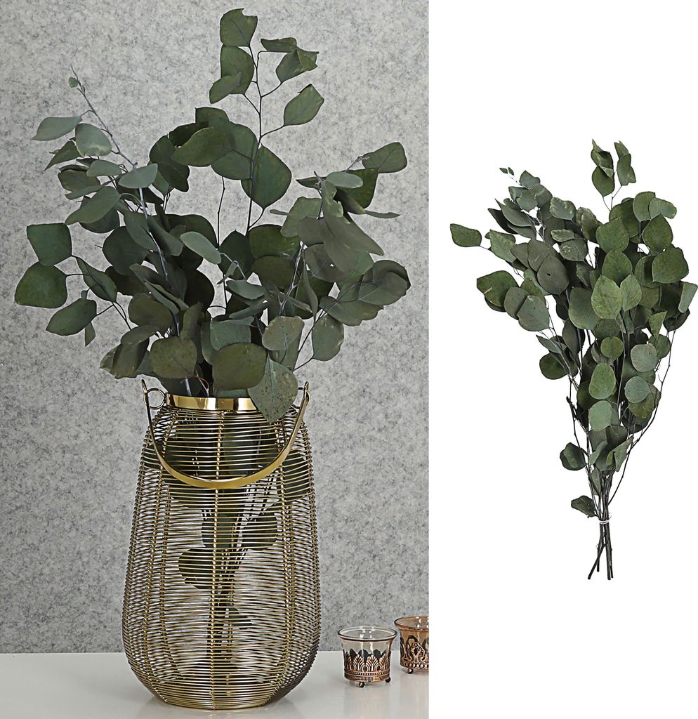 Eycalyptuszweige großblättrig Bündel 65-75cm grün Zweig Produktbild 