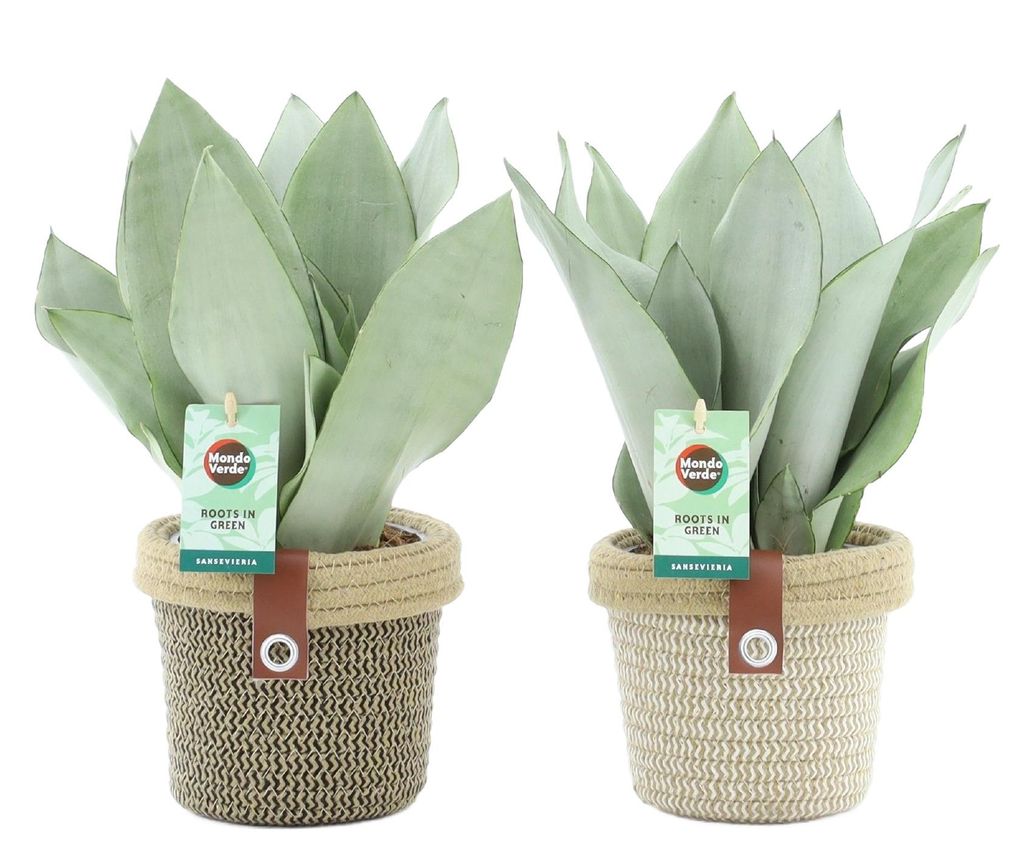 Dwie rośliny Sansevieria trifasciata "Moonshine", wysokość Zdjęcie produktu 