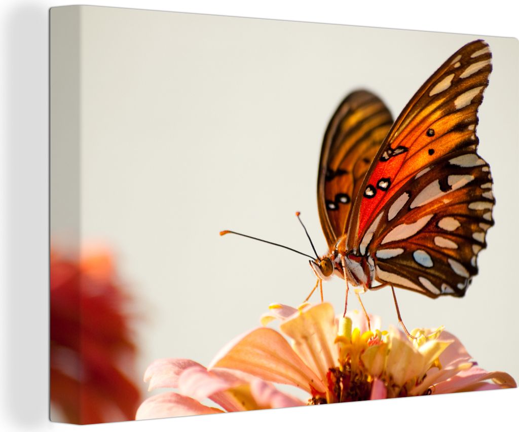 OneMillionCanvasses - Leinwandbilder - 140x90 cm, Schmetterling - Orange - Blume - Insekten, Wandbilder Kunstdruck Wanddekoration - Foto auf Lein...
