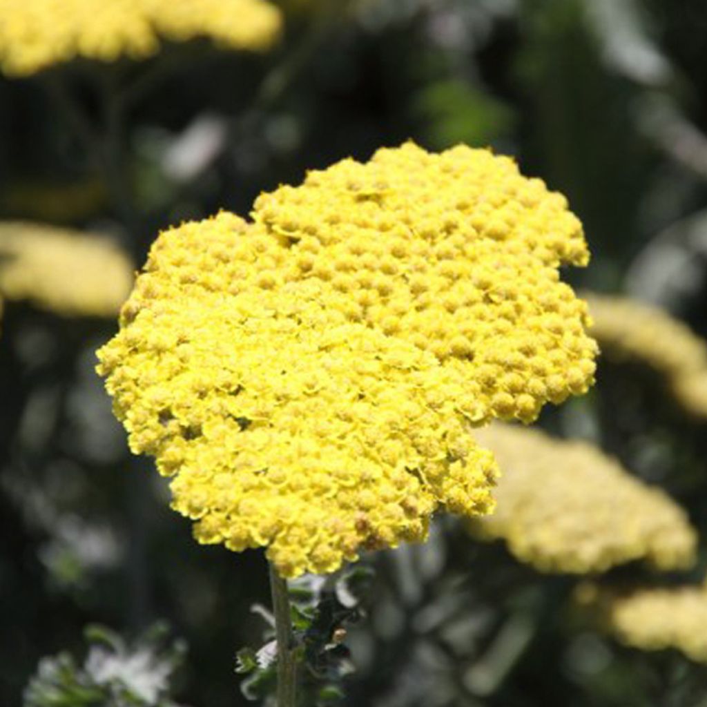 6 plants de millepertuis (Achillea 'Moonshine') | Pot de Image du produit 