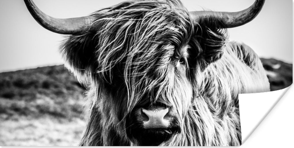MuchoWow Poster Schottischer Highlander - Natur - Kuh - Schwarz - Weiß 80x40 cm - Wanddeko