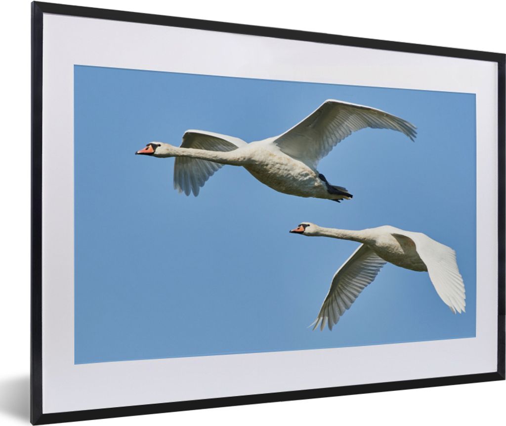 MuchoWow® Gerahmtes Poster Schwan - Vogel - Himmel - Blau Produktbild 