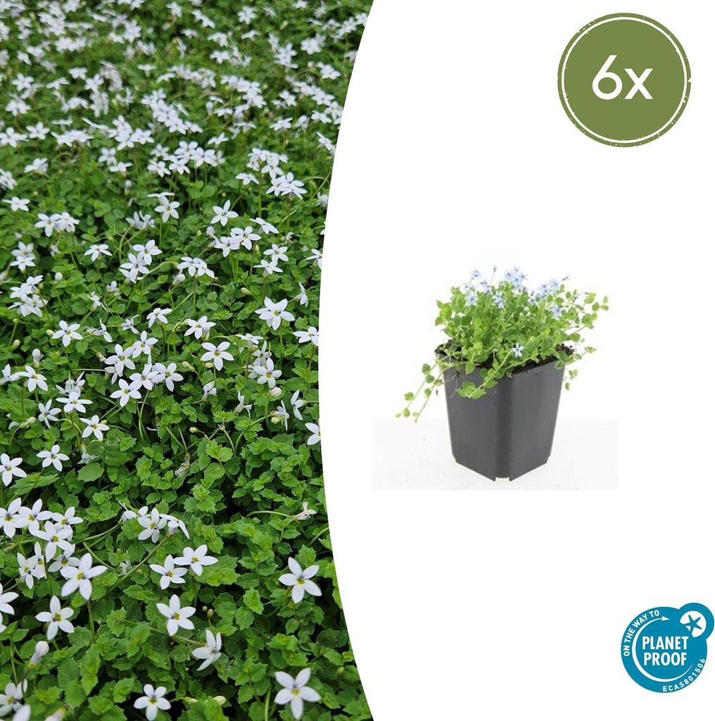 Bodendecker - Weisser Bubikopf - Scheinlobelie - Isotoma fluviatilis 'Alba' - 9cm Topf - Set mit 6 Pflanzen