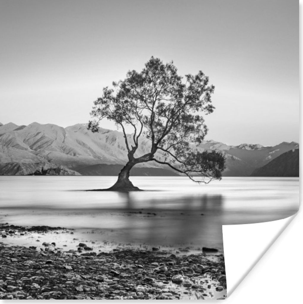 MuchoWow Poster Neuseeland - Baum - Schwarz - Weiß 30x30 cm - Wandposter - Printing