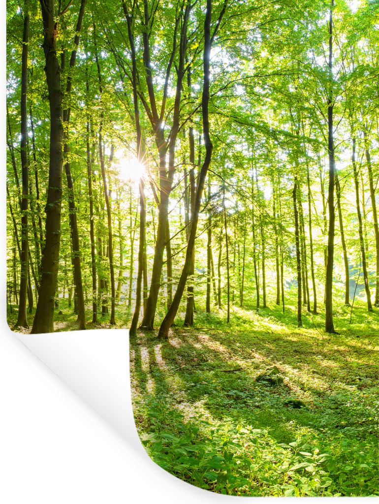 MuchoWow Wandtattoo Wandsticker Wandaufkleber Natur - Bäume - Wald - Grün - Sonnenlicht 90x120 cm Selbstklebend und Repositionierbar - Faltenfrei