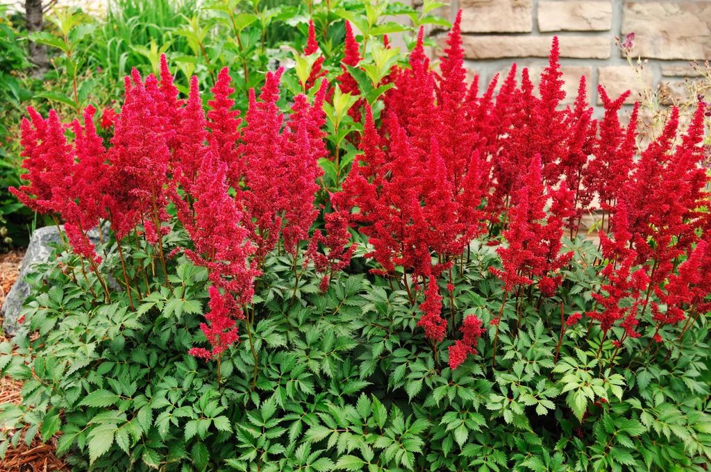 Stauden Gänge 1 x Astilbe arendsii ‚Astary Red‘ - Prachtspiere - in Rot - Rote Blütenpracht für schattige Beete - Sehr Bienen und Insektenfr...