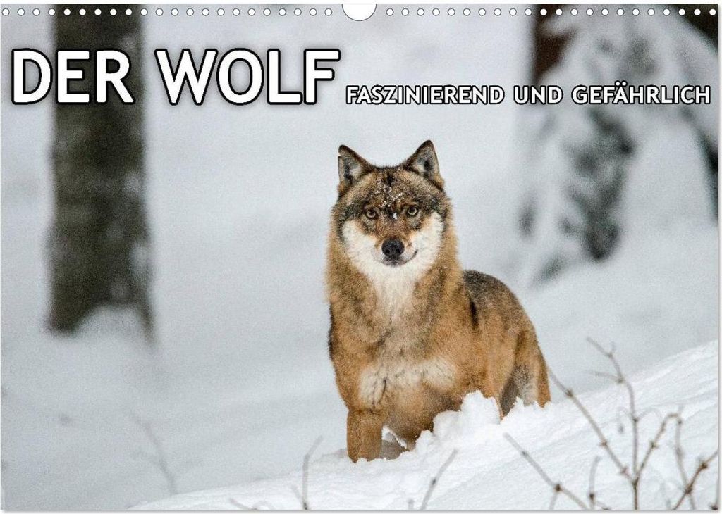 DER WOLF - faszinierend und gefährlich (Wandkalender 2026 DIN A3 quer), CALVENDO Monatskalender