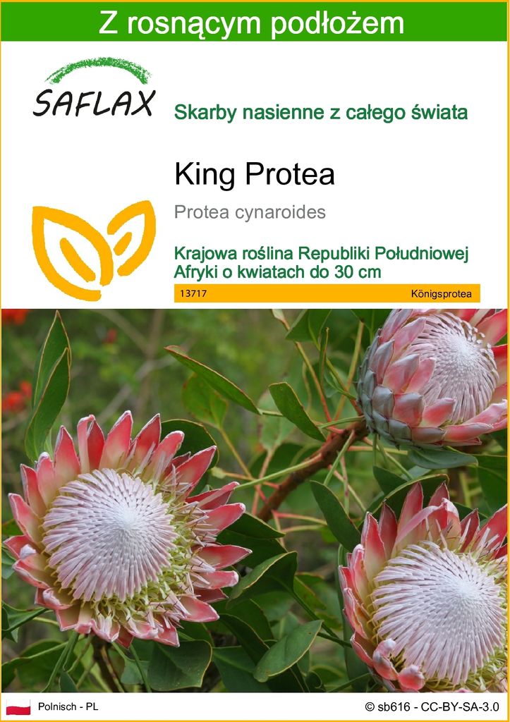 SAFLAX - King Protea - 5 Nasiona - Z podłożem uprawowym Zdjęcie produktu 