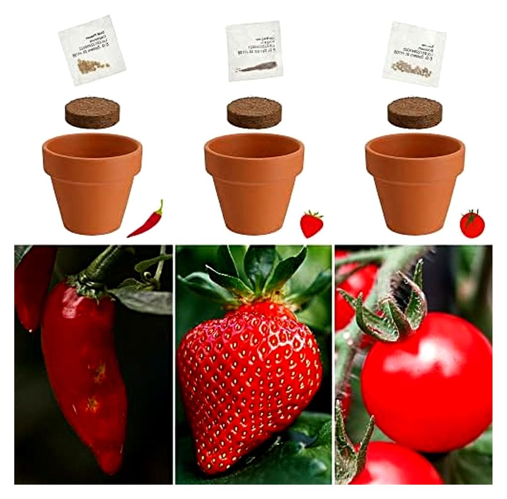 Anzuchttöpfe Set mit 3 Stück | 5,5x5,5x3,5cm Ton und Kokosquellpad | Samen für Tomate, Erdbeere und Chilli