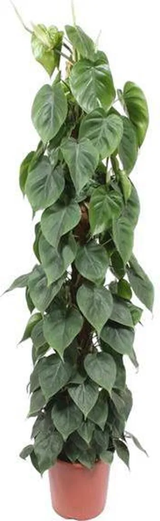 Philodendron scandens 150 cm : la solution plante verte dépolluante - 2