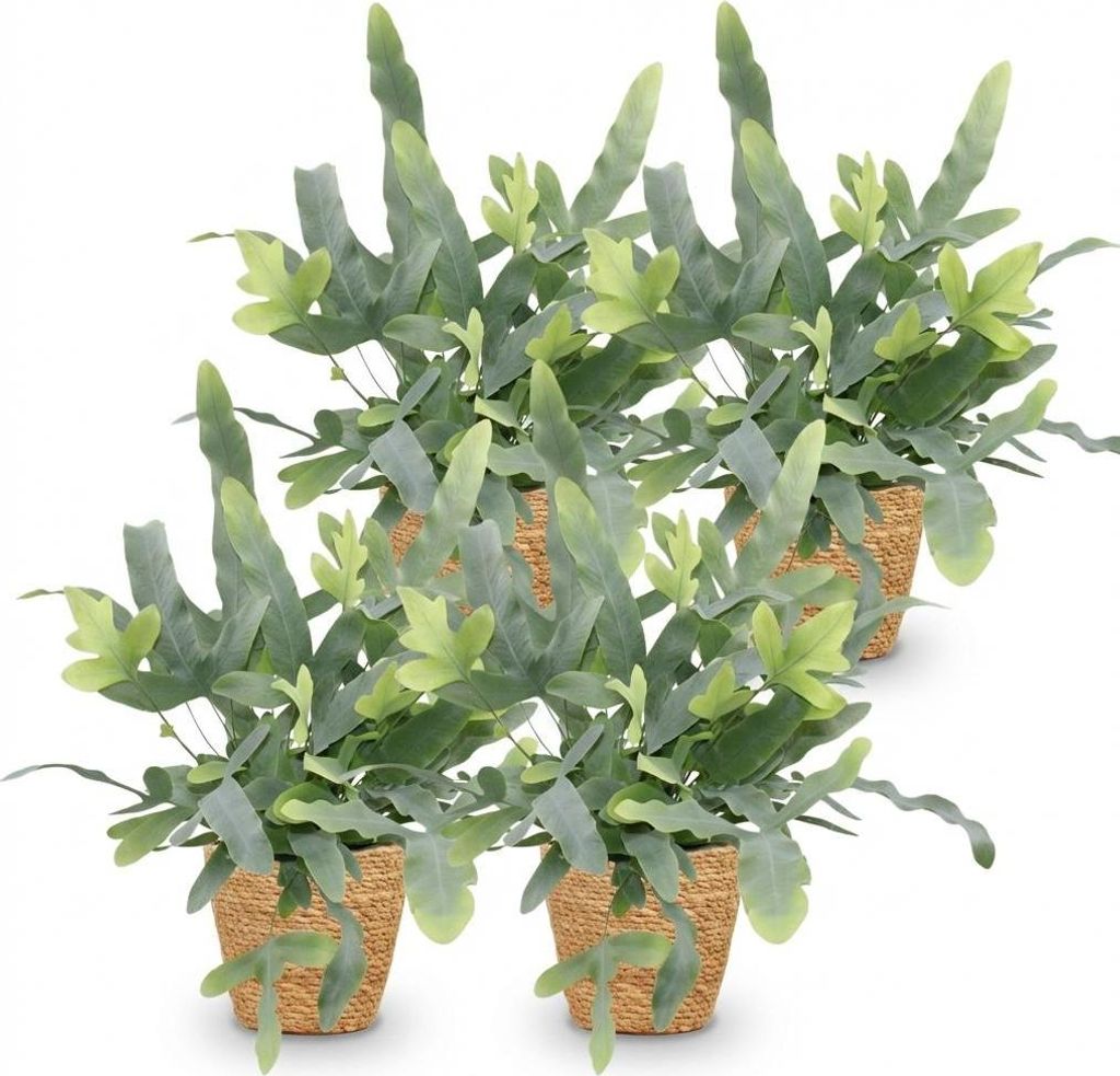 Phlebodium Blue Star 4 Pflanzen 25cm Ø12cm Farn im Korb Haustierfreundlich