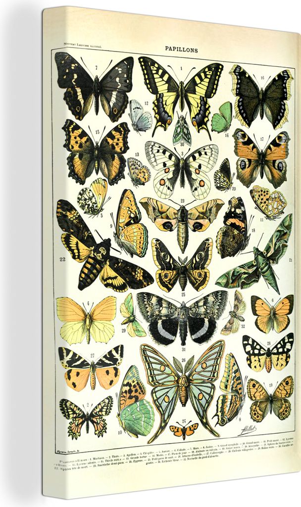 OneMillionCanvasses - Leinwandbilder - 90x140 cm, Schmetterling - Tiere - Insekten, Wandbilder Kunstdruck Wanddekoration - Foto auf Leinwand - Ge...
