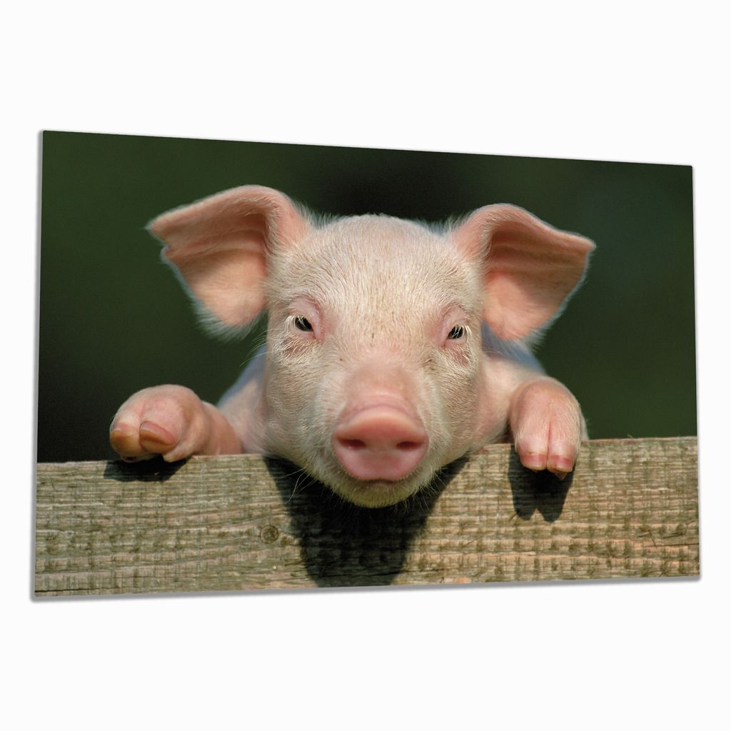 Wallario Herdabdeckplatte aus Glas, Größe 80 x 52 cm 1-teilig, Motiv Süßes Ferkel auf dem Bauernhof in Nahaufnahme