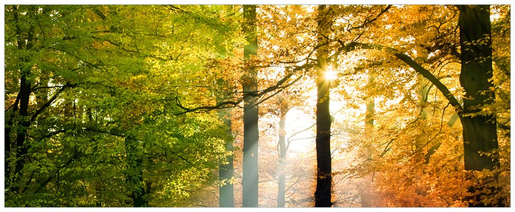 Wallario Premium Glasbild, freischwebende Optik, kräftige Farben, Größe 125 x 50 cm Motiv Sonnenuntergang im Herbstwald
