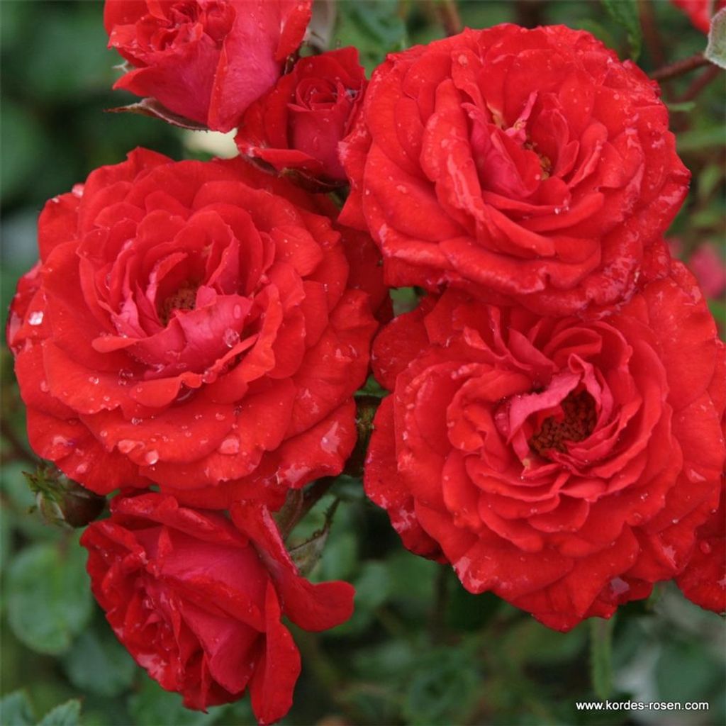 Kordes Zwergrose Zwergenfee '09® Orange-rot Produktbild 