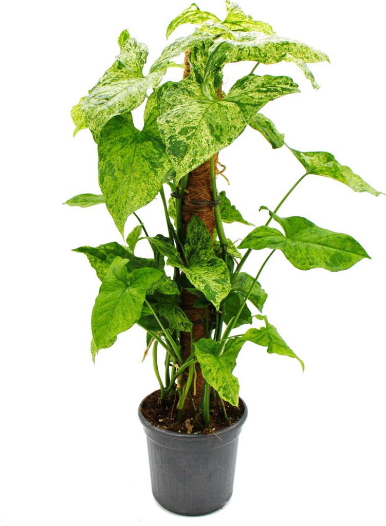 Ausgefallene Rankpflanzen am Moosstab - Syngonium purp. 'Mottled' - Purpurtute - ca. 80cm hoch - 16cm Topf