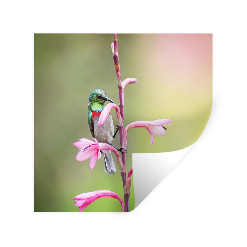 MuchoWow Wandtattoo Wandsticker Wandaufkleber Nahaufnahme eines bunten Vogels auf einem rosa Zweig mit rosa Blüten 30x30 cm Selbstklebend und Re...