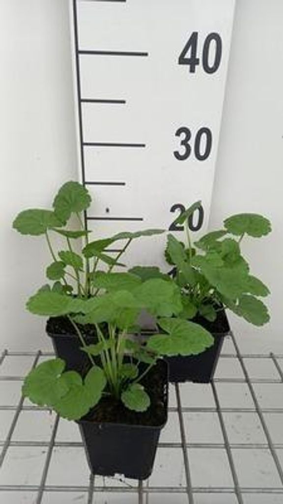 6 x Sidalcea 'Partygirl' - Präriemalve - Topf 9 x 9 cm