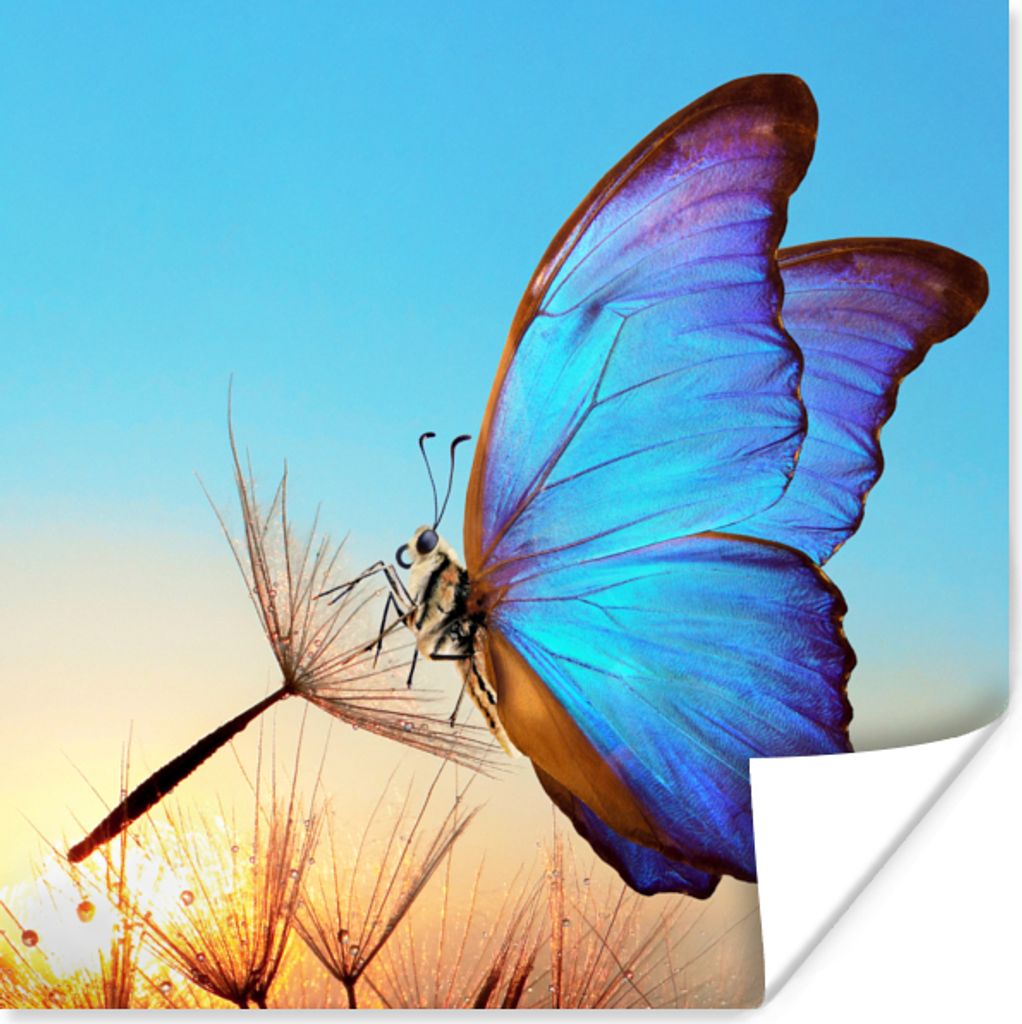 MuchoWow Poster Schmetterling - Löwenzahn - Blau 75x75 cm - Wand Dekoration