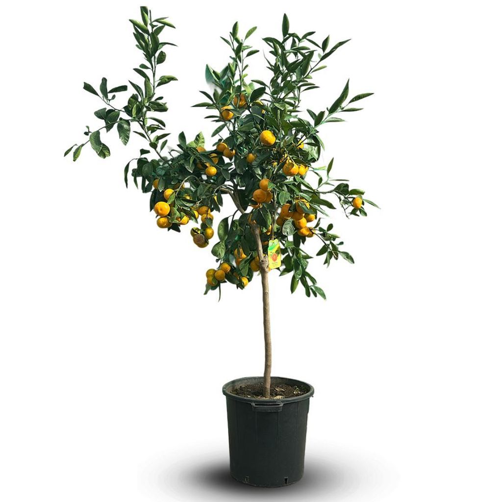Mandarinier satsuma - agrume méditerranéen - arbre fruitier Image du produit 