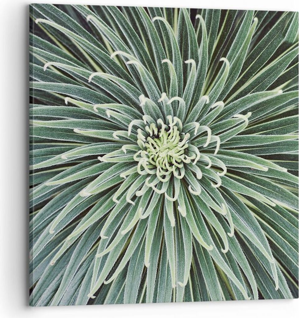 Bild auf Leinwand - Leinwandbild - Einteilig - Agave Grün Pflanze - 70x70cm - Wand Bild - Wanddeko - Wandbilder - Leinwanddruck - Bilder - Wanddek...