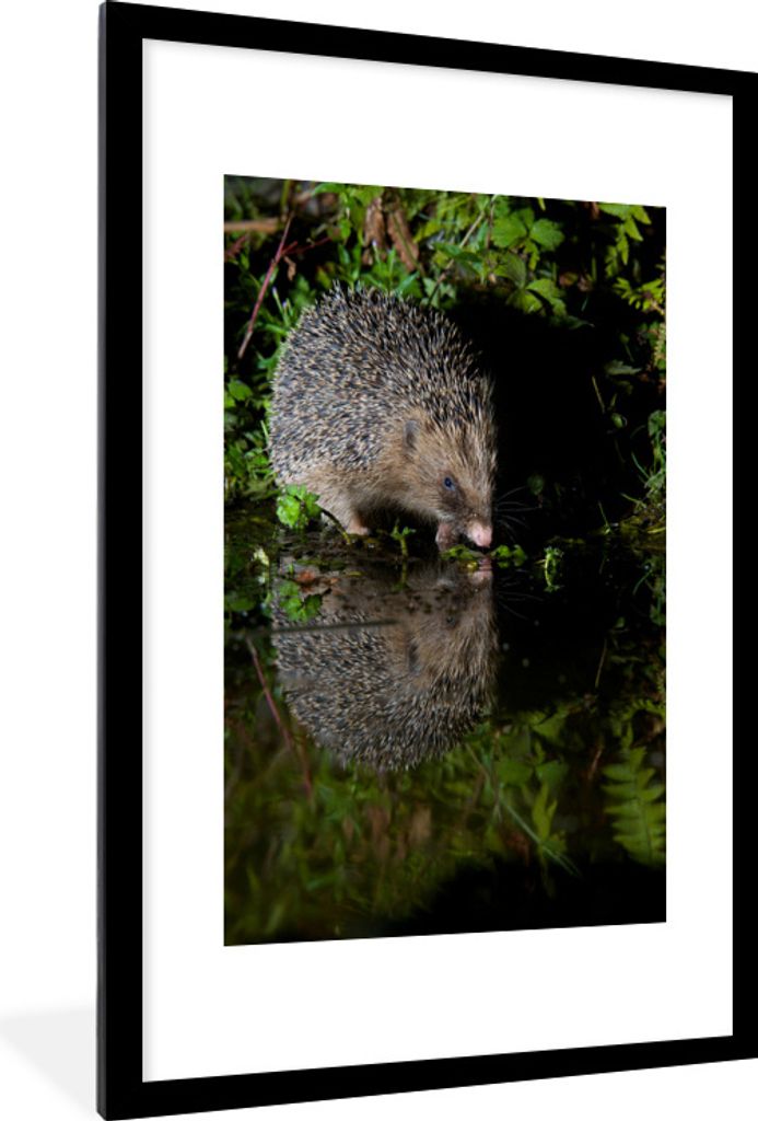 MuchoWow Gerahmtes Poster Igel trinkt Wasser 60x90 cm - Poster mit Schwarzem Bilderrahmen Wandposter Rahmen Foto Bilder - Dekoration - Wandposter...
