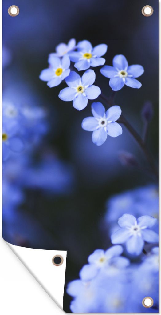 MuchoWow 40x80 cm Outdoor-Poster Gartendeko Sichtschutz Garten Poster für den Garten Nahaufnahme eines Vergissmeinnicht