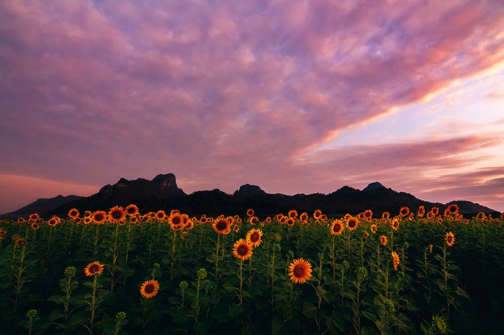 Muralo Fototapete Blumen 368 (B) x 280 (H) cm Vlies Tapete Wandtapeten Wohnzimmer Schlafzimmer moderne Wandbilder XXL Pflanzen Natur Wand Dekoration