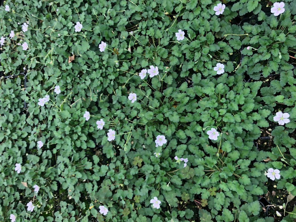 6 x Erodium x variabile 'Album' – Reiherschnabel - Topf 9x9 Produktbild 