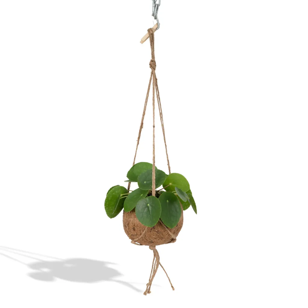 Pilea Peperomioides Plante UFO Facile d'Entretien - Décoration Durable