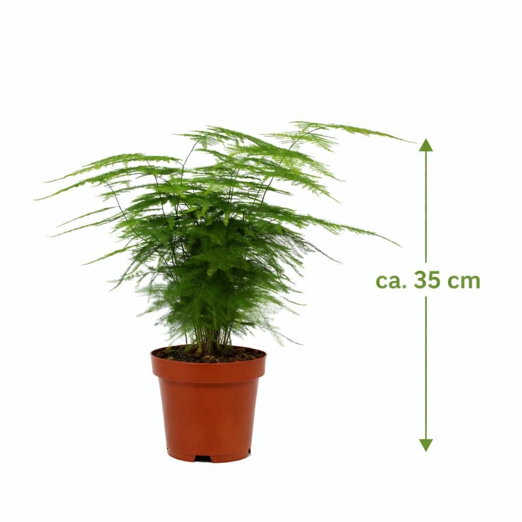 compo rasen unkrautvernichter anwendung Compo Expert Rasendünger mit Unkrautvernichter Floranid – rasenwelt GmbH
